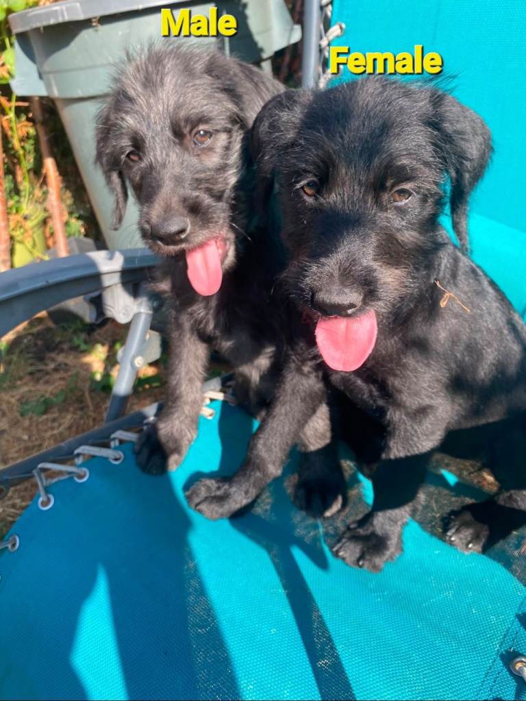 Rhoodle Puppies For Sale 