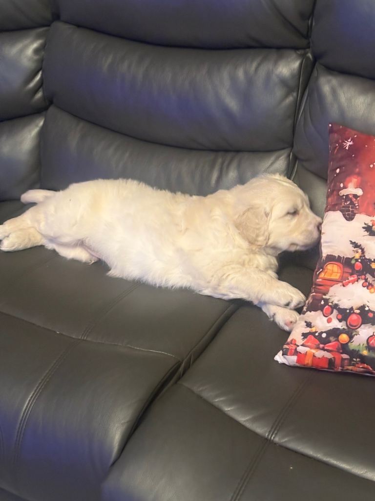 Golden Retriever Pups 10 weeks old last 2 boys 