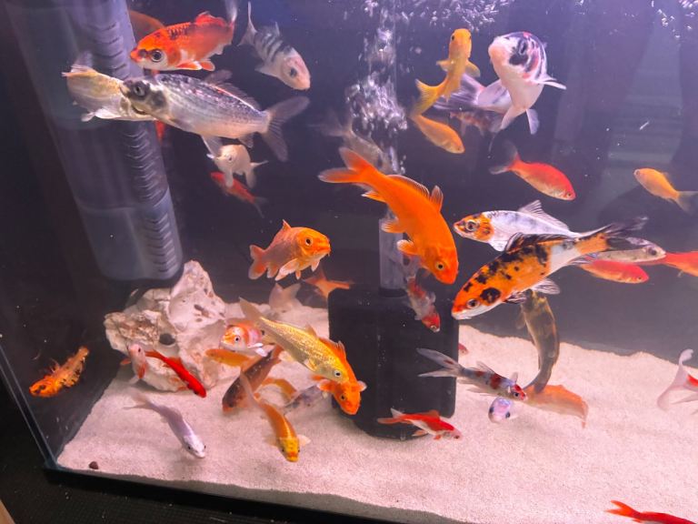 Assorted Koi Carp & Goldfish
