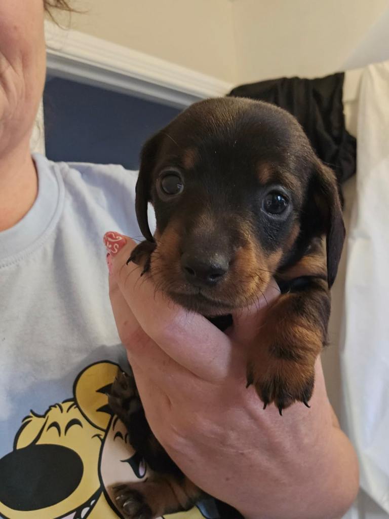 Dachshund puppies