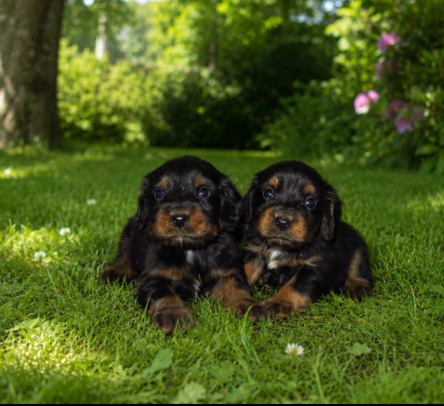 Cocker spaniel puppy’s