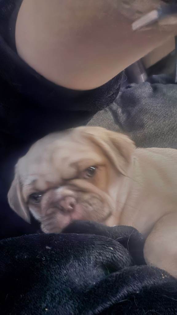 I have male and female left 8 weeks old ready to leave now 