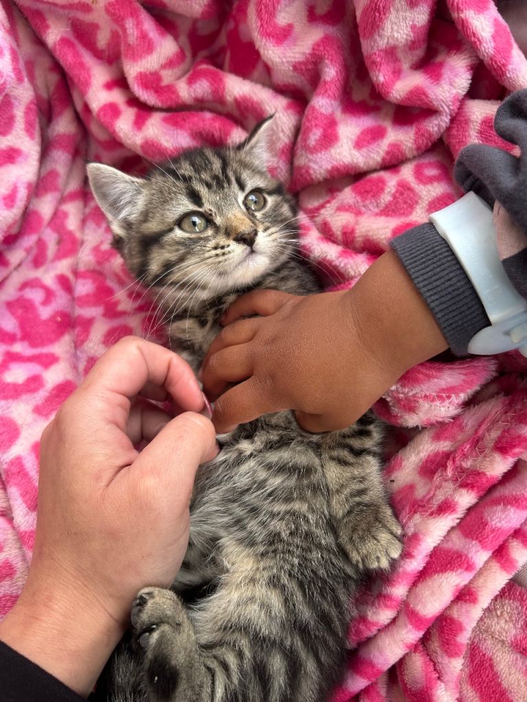 Kitten