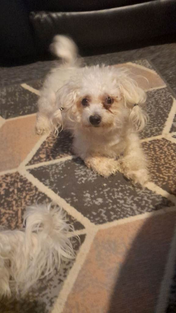 For sale puppy