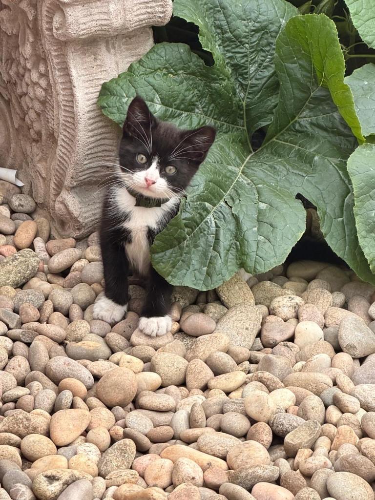 Adorable kittens