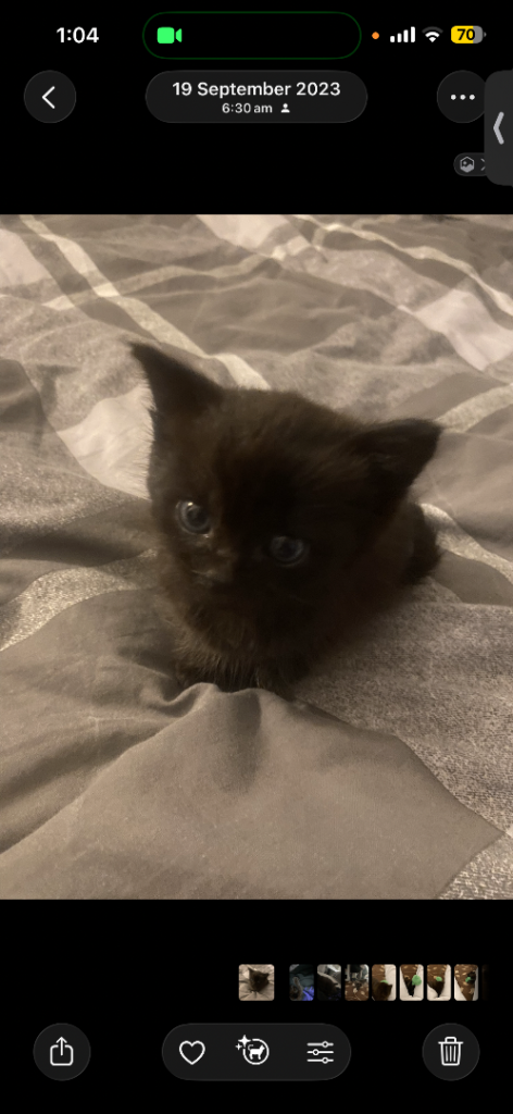 4 kittens for sale (seperate or together)