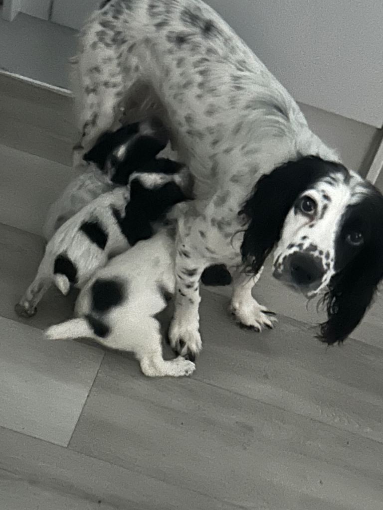 Last remaining beautiful cockapoo girl ready to go. 