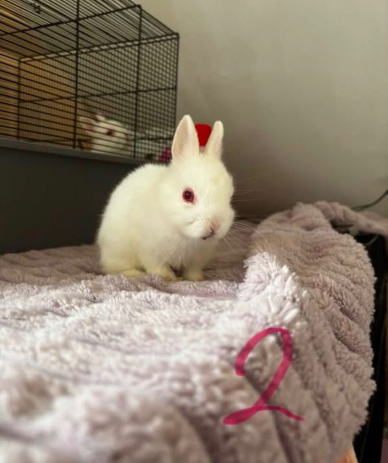 baby bunnys 