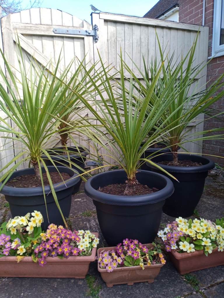 Palm trees (Cordyline)