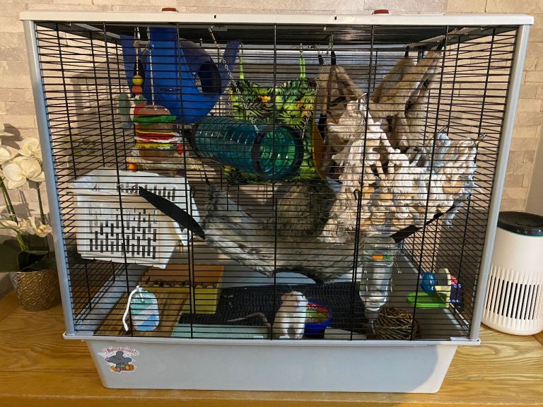 Male rats and cage