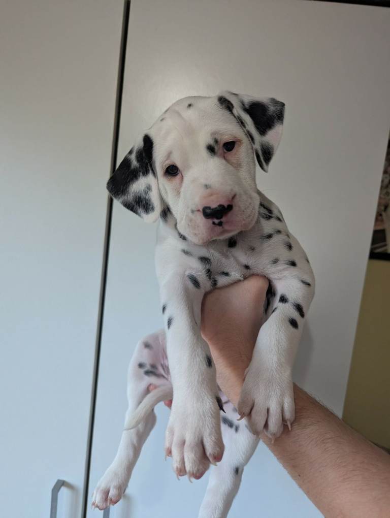 Dalmatian Puppies for Sale 