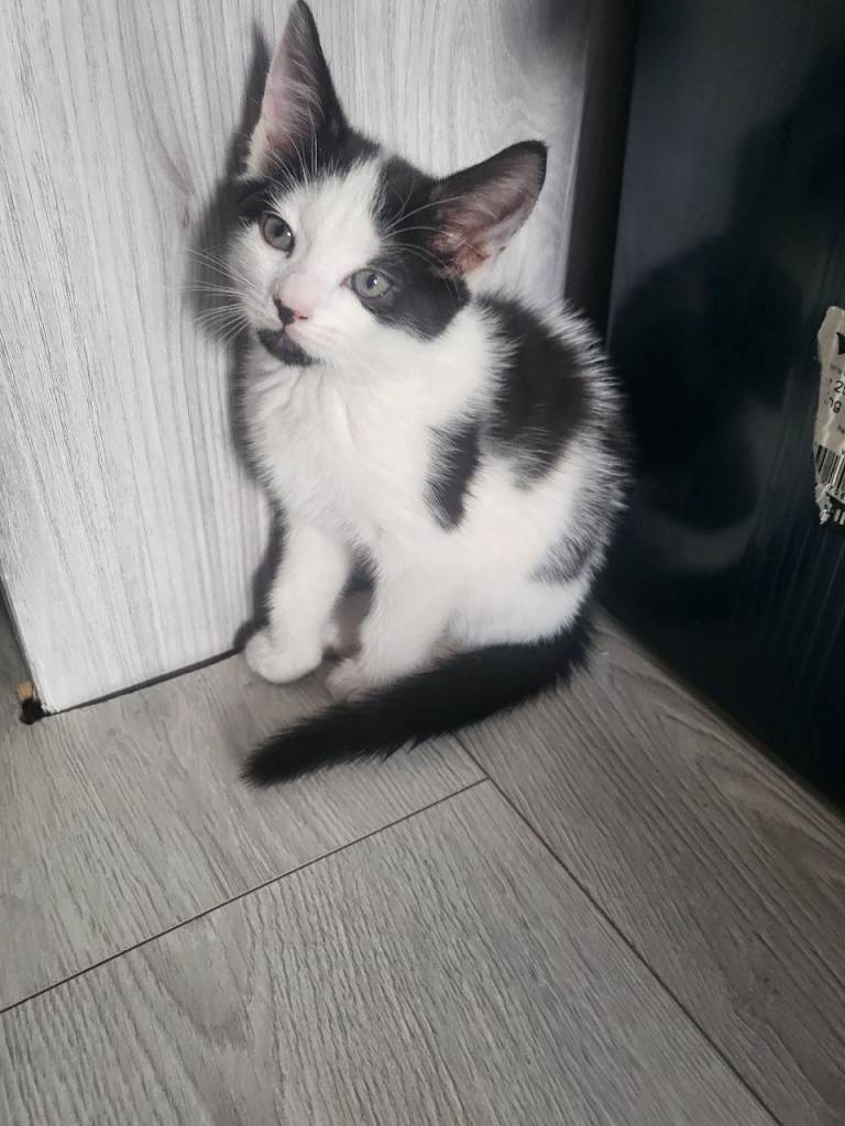 Kitten