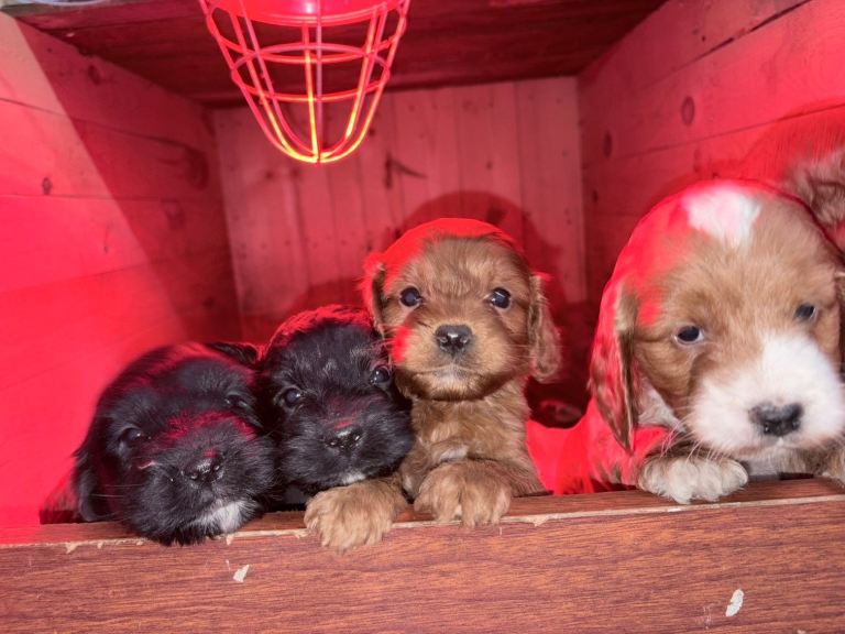 Cockapoo Pups