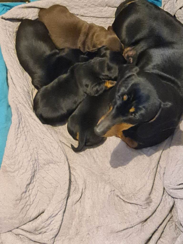 Miniature Dachshund KC registered Puppies