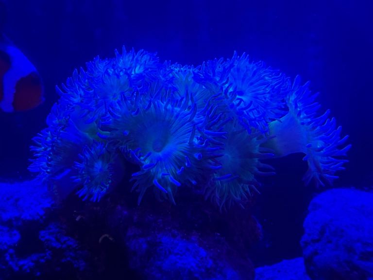 90L Marine Fish Tank Setup – Fish, Coral & Equipment