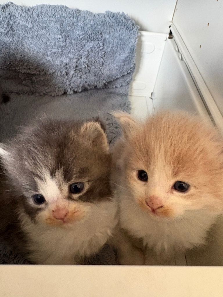 Maine coon kittens 