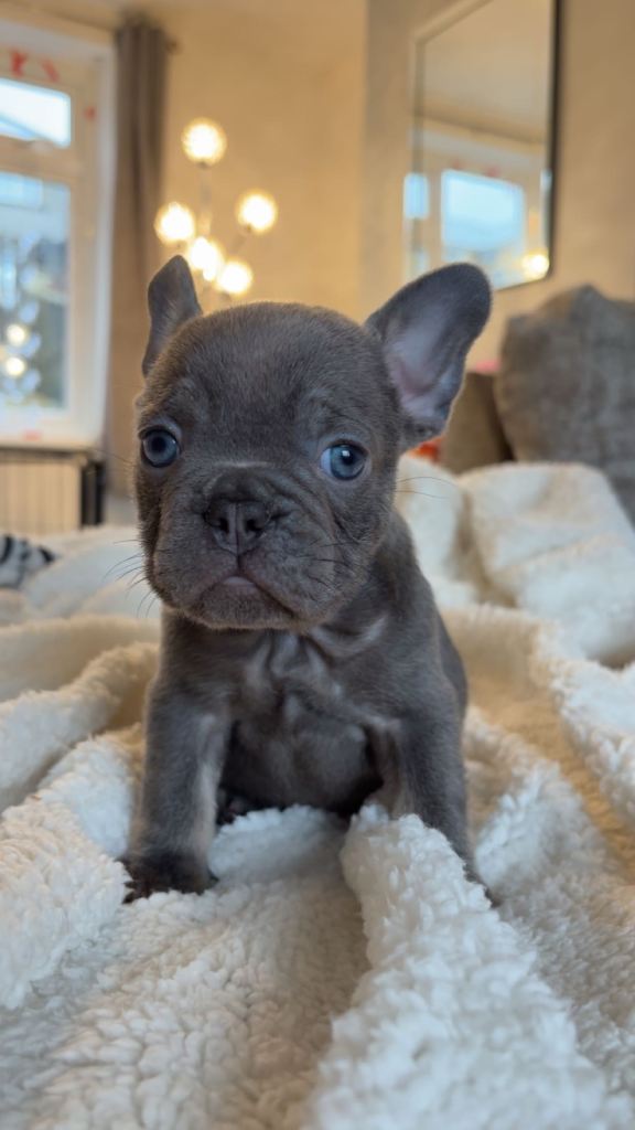 French bulldog puppies. 2 male  