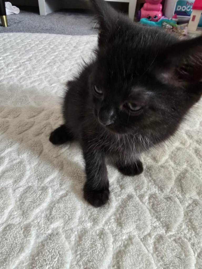 Kitten 9 weeks old