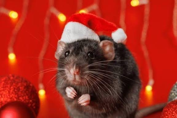 A1 pest management.  Pest and vermin control 