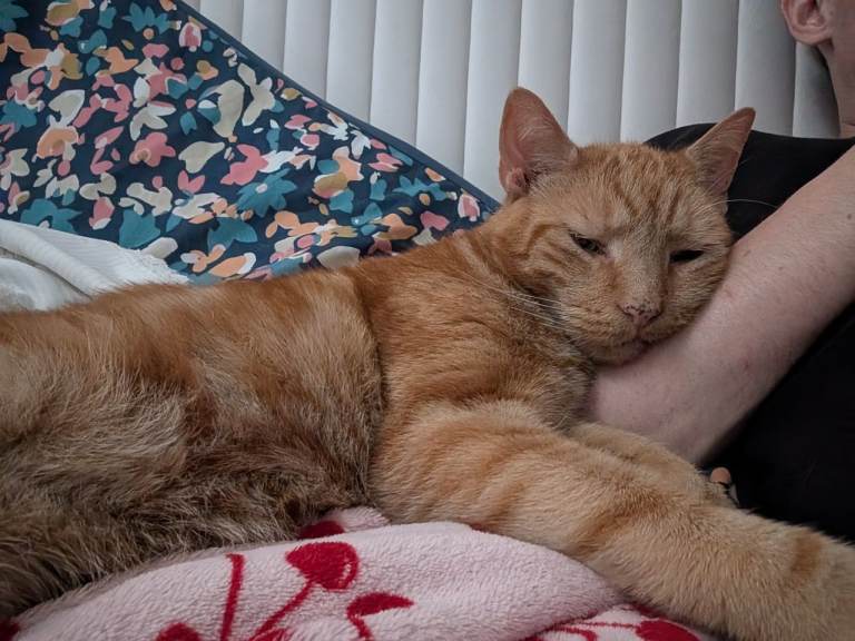 Loving, Low-Maintenance 8-Year-Old Cat Needs a New Home