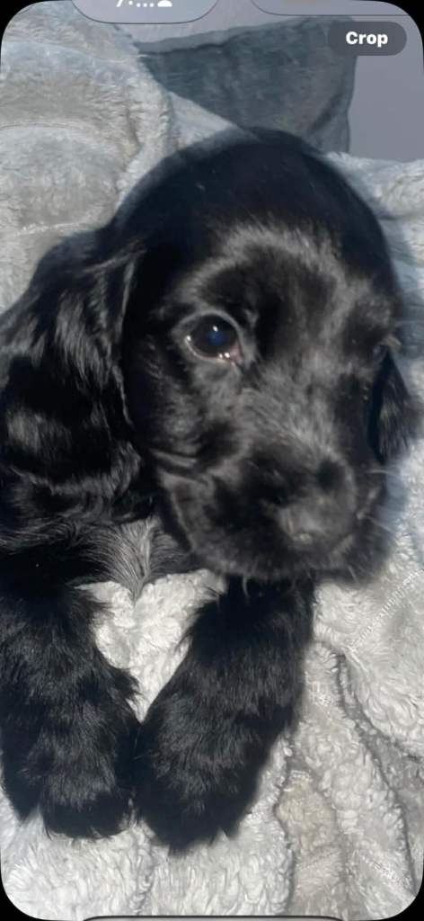 Show type cocker spaniel puppies 