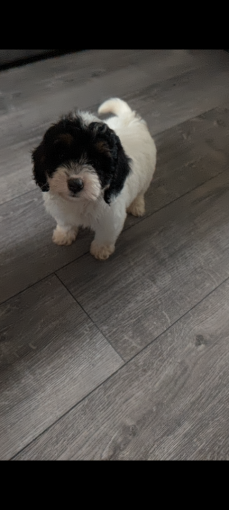 Cockapoo 