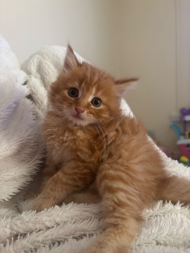 5 gorgeous kittens looking for loving home