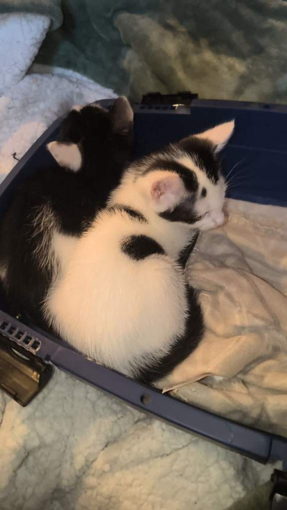 2 kittens