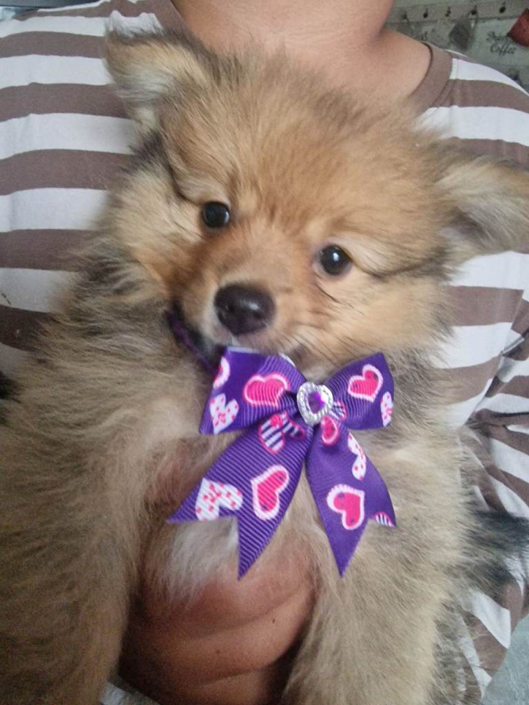 Pomeranian puppies
