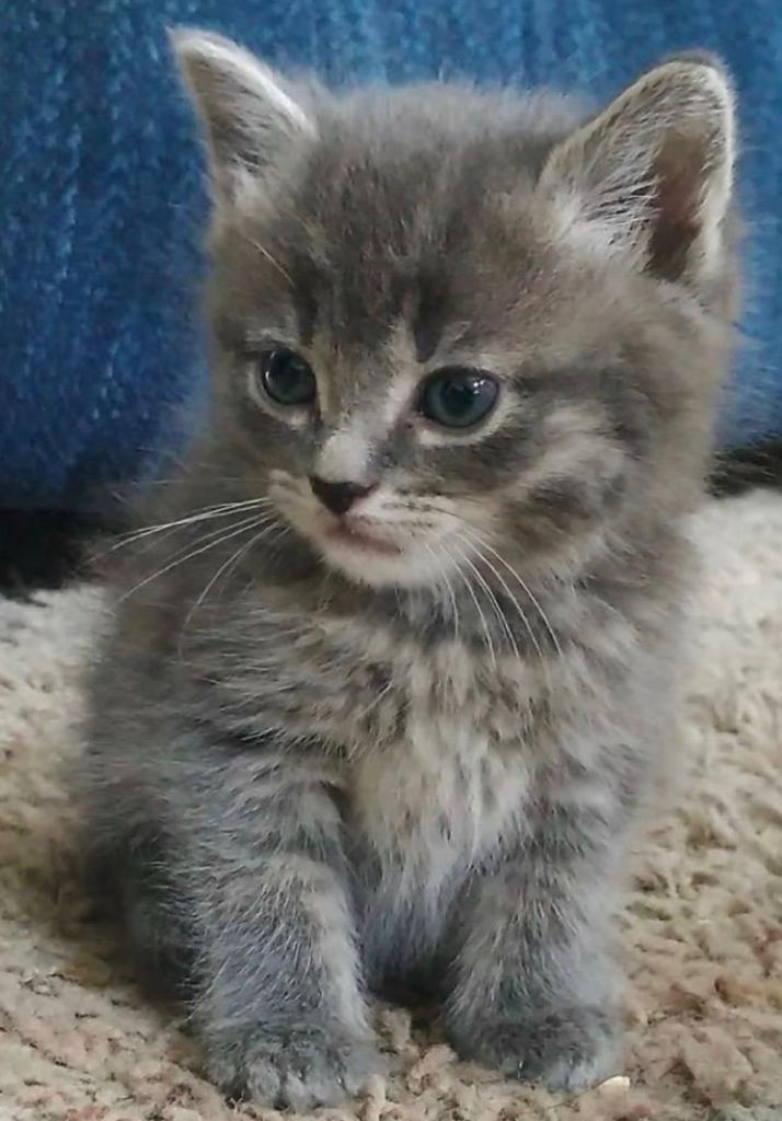 Fluffy silver/grey  kitten 