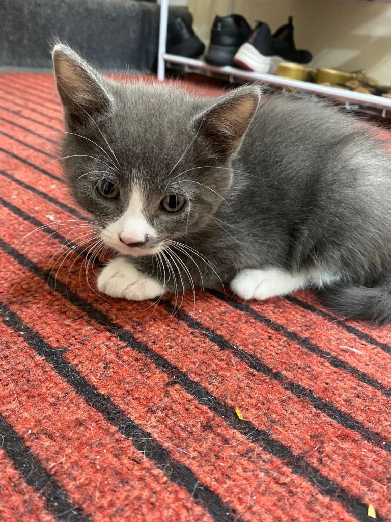 Male kittens for sale 