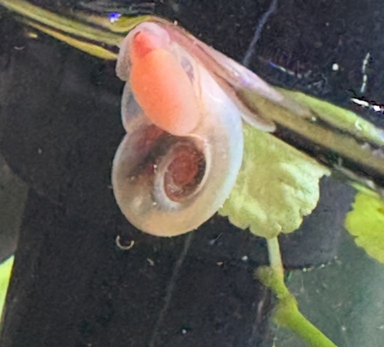 Ramshorn snails