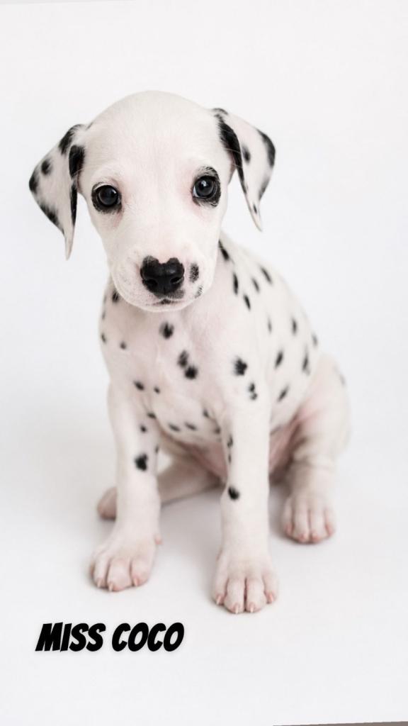 Dalmatian puppies ready next week