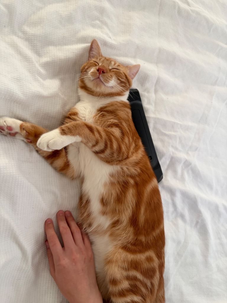 Cat for sale 