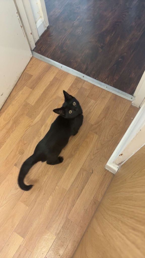 Bombay girl cat