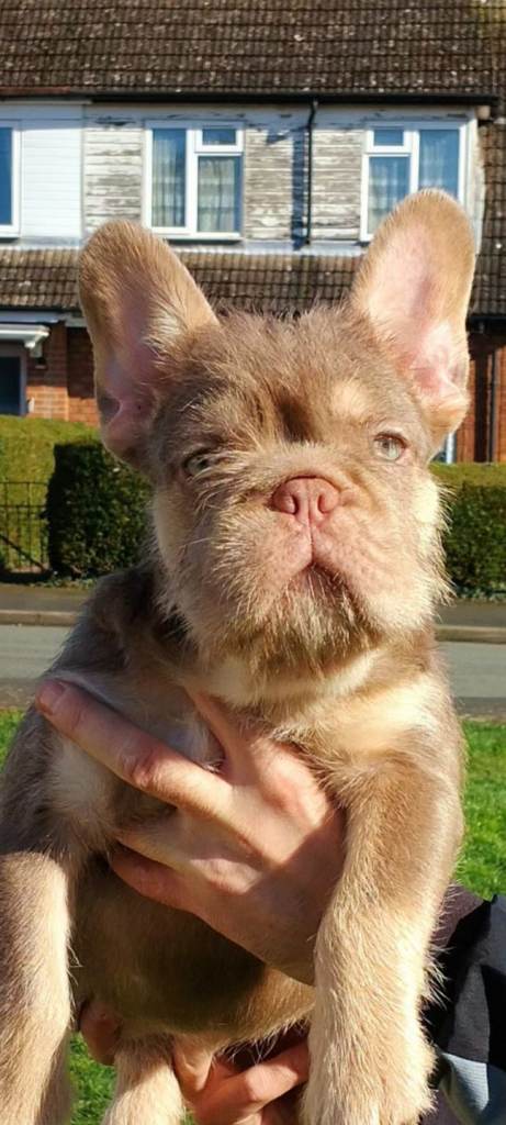 New shade girl 15 weeks fluffy and furnishings