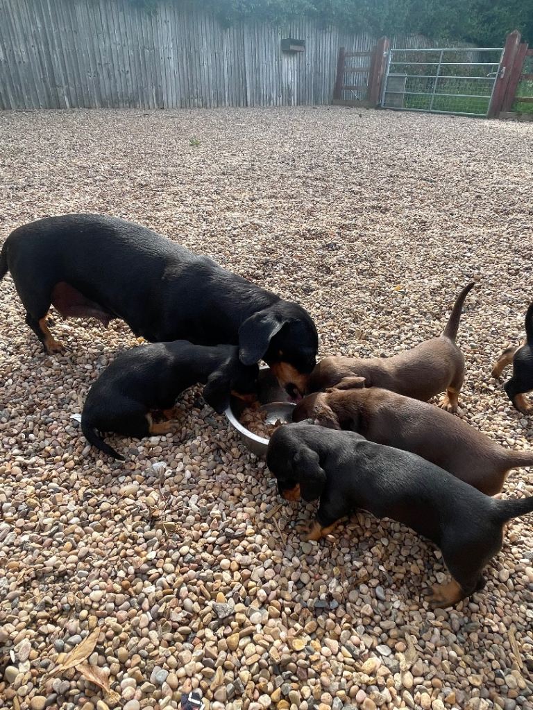 Standard dachshund pups 