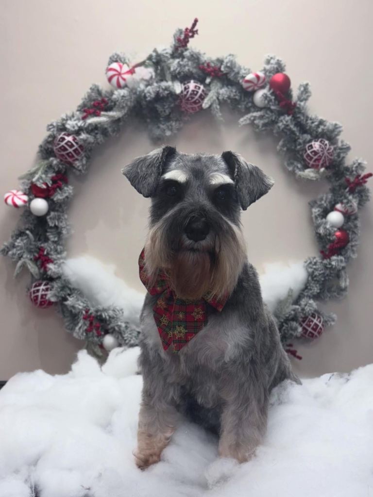 Miniature Schnauzer Puppies