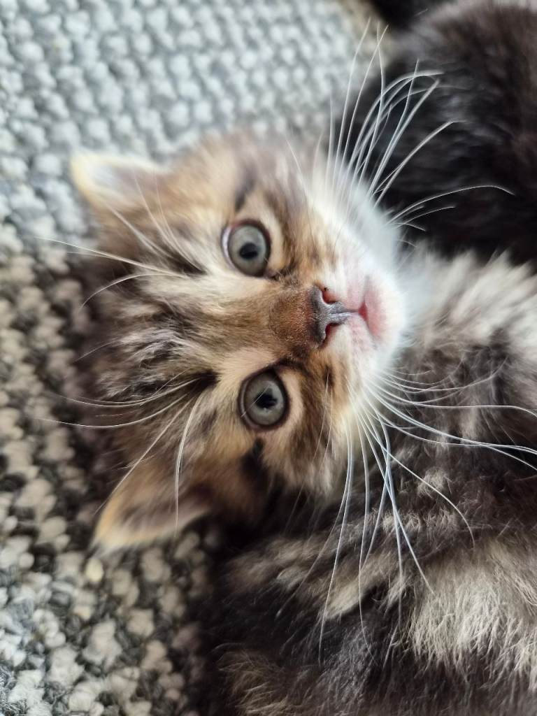 Stunning tabby kittens 