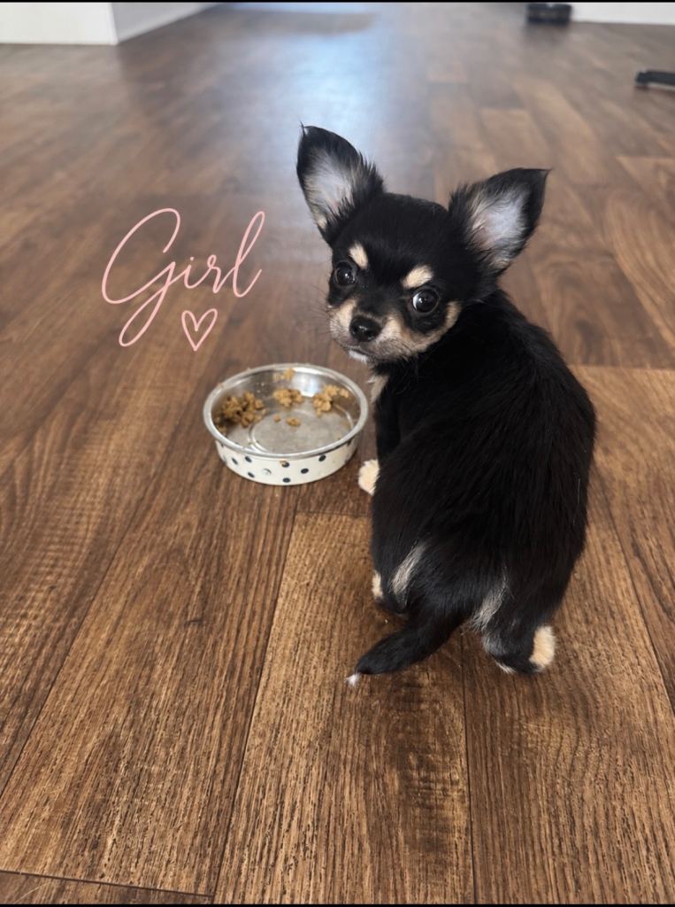 Chihuahua long coat puppies  