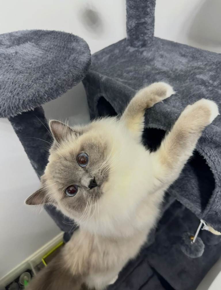 GCCF Active Ragdoll Chsmpionship bloodline