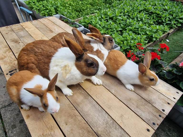 Dutch rabbits 
