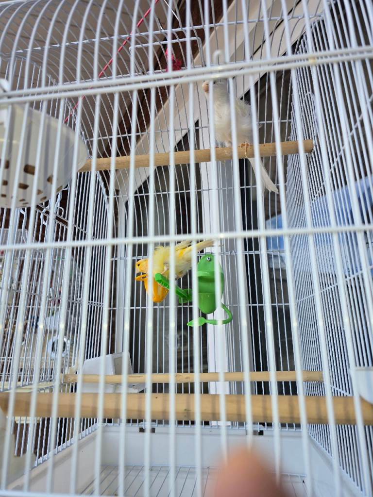 Canaries for sale