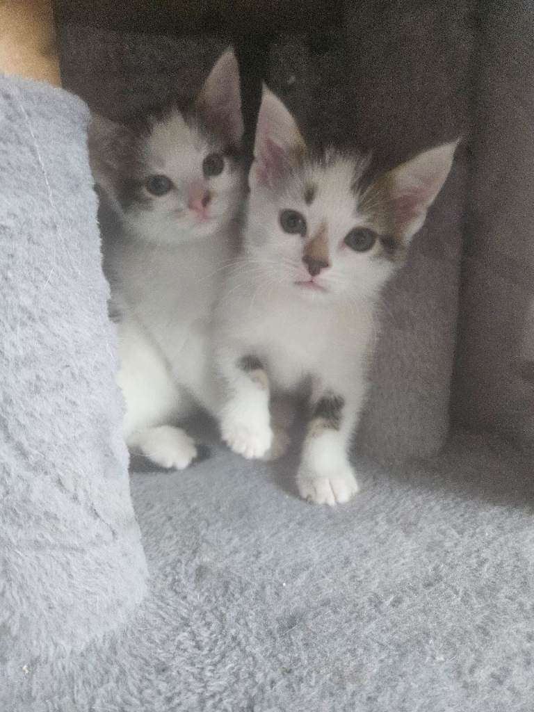 Beautiful kittens ready now 😍