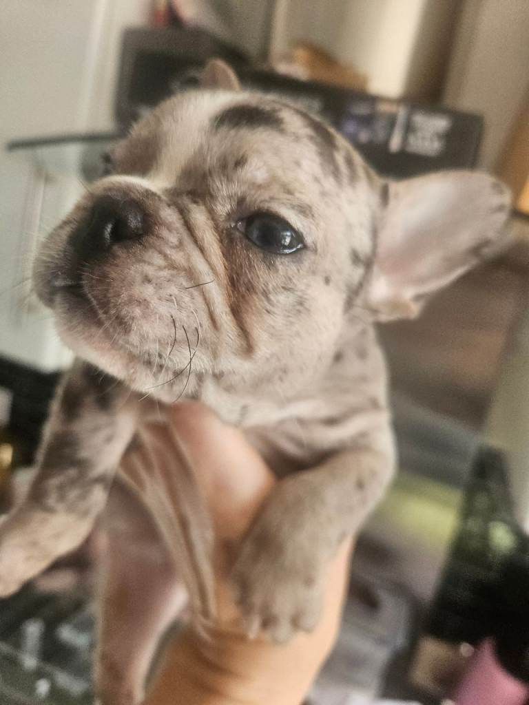 French bulldog