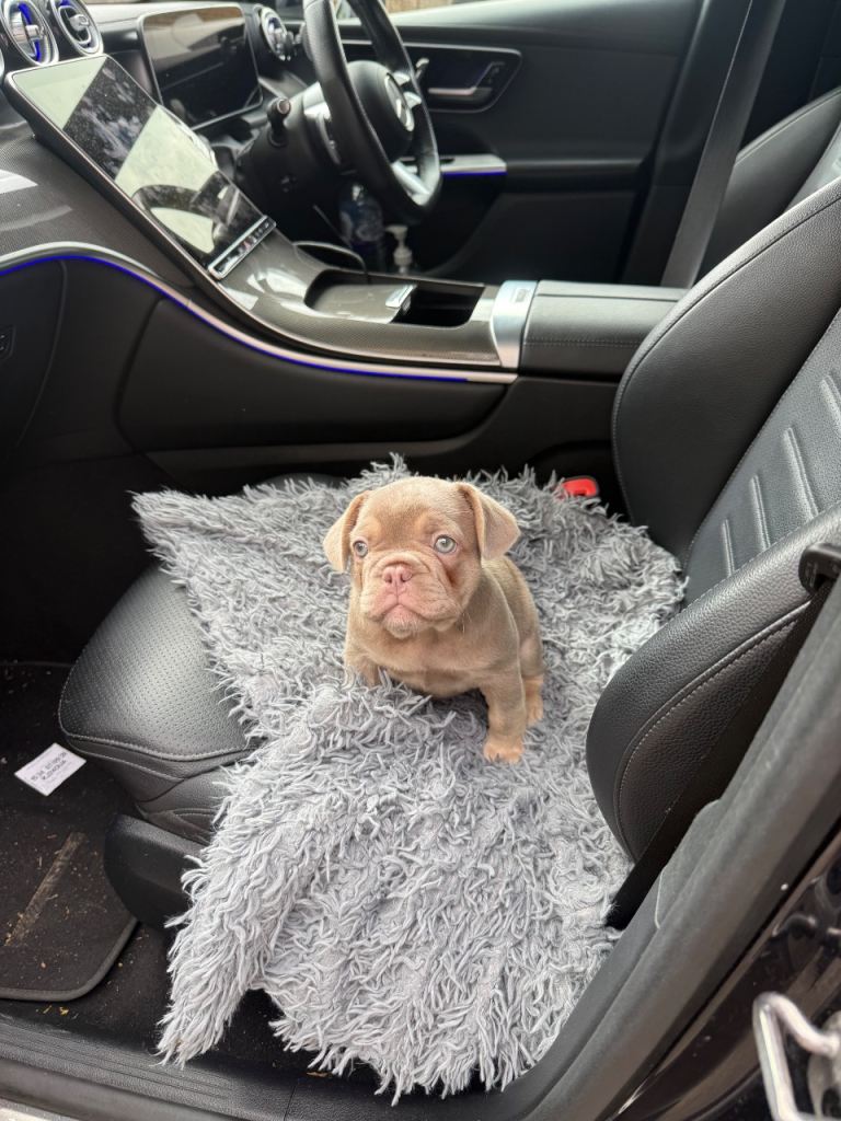  Kc French bulldogs ready to go 