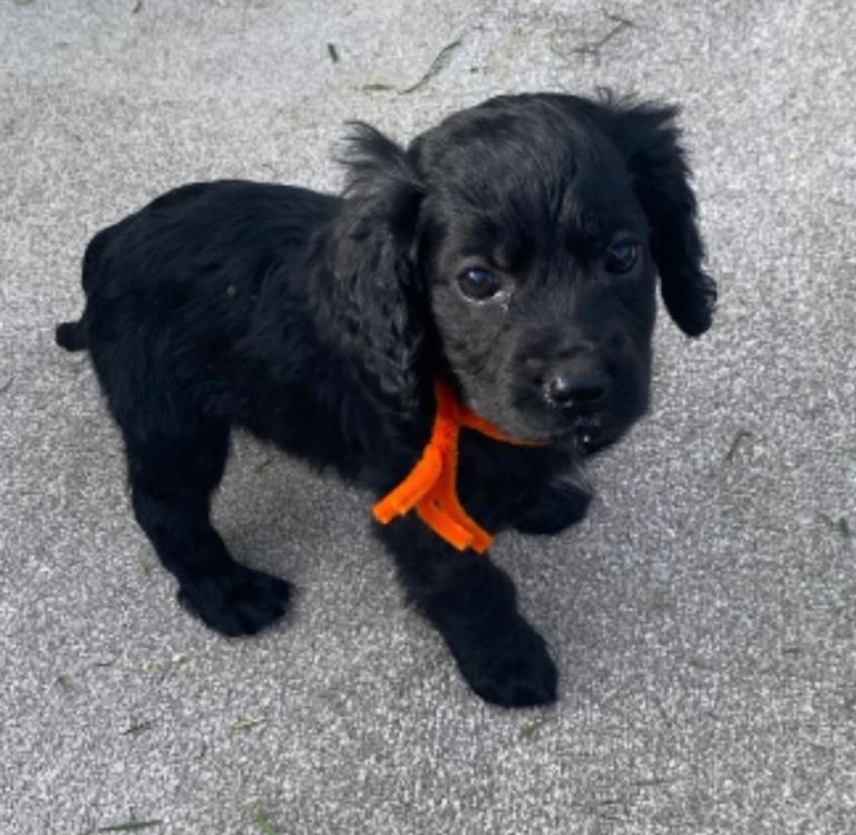 Beautiful cocker spaniels puppies 