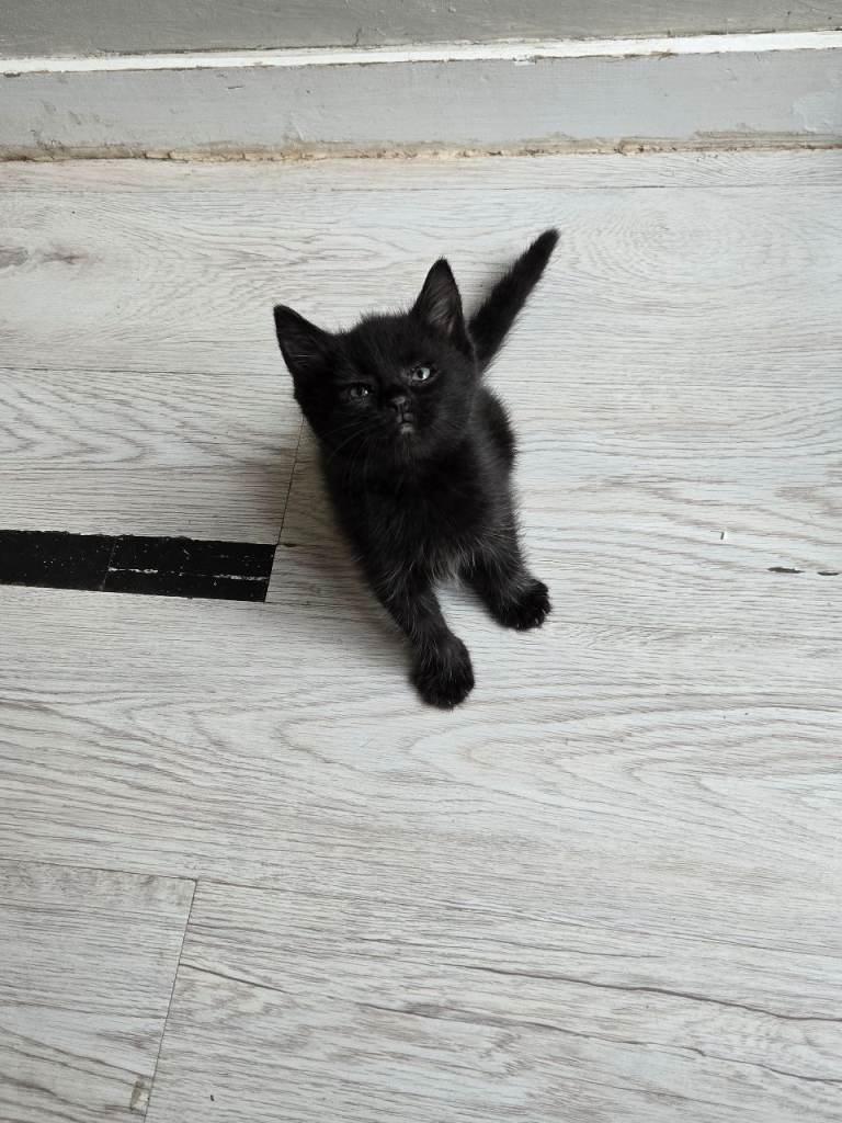 2 Male Kittens 