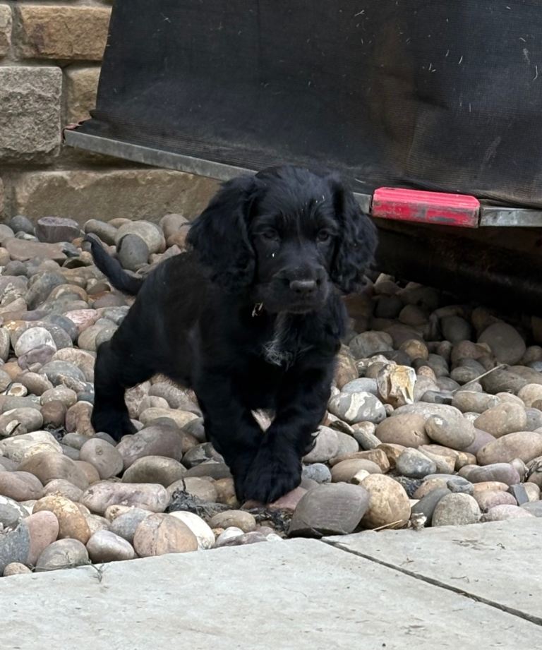 3 gorgeous cocker pups 