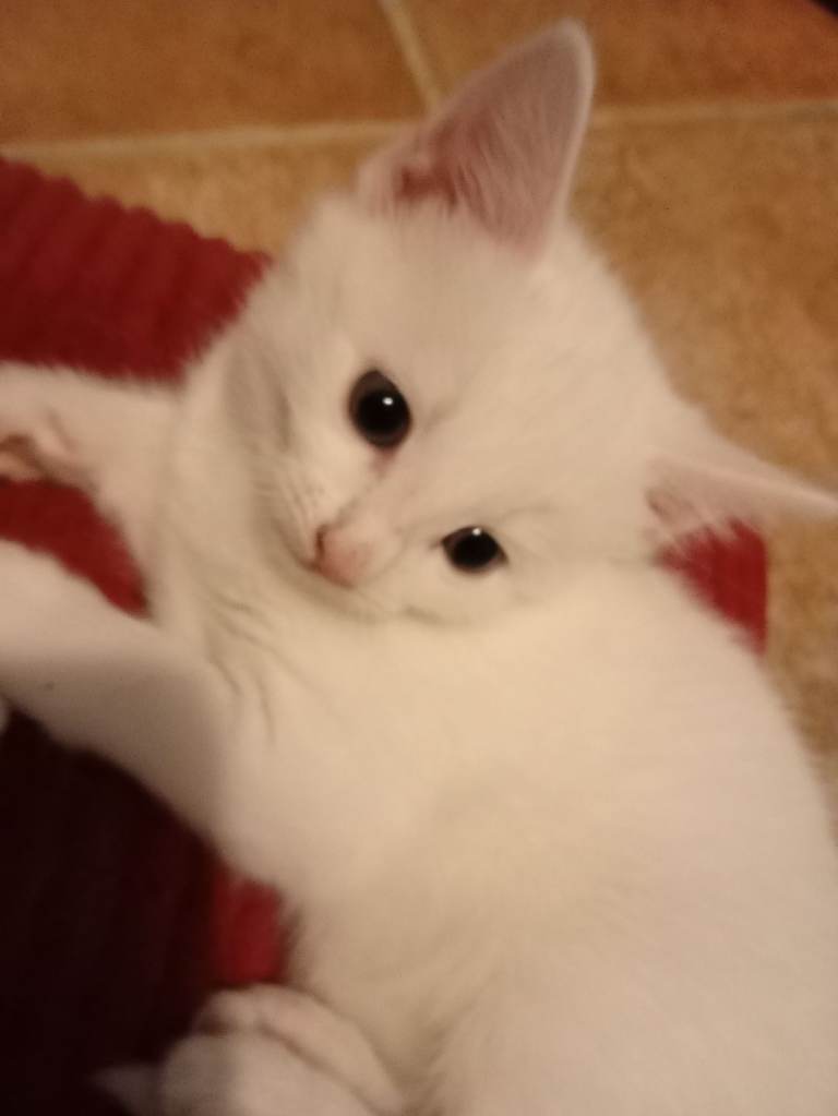 Kittens for sale